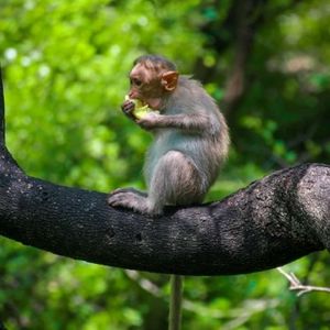 Meet your Posher, Subha